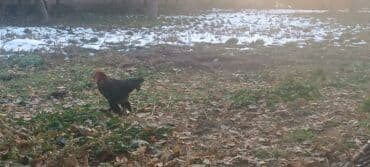 домашние куры бишкек: Продаю петухов бентамки — 3