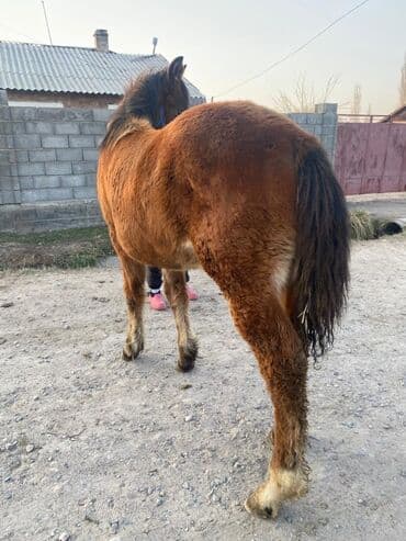 купить собаку для охоты: Продаю | Жеребенок | Для разведения | Племенные — 2