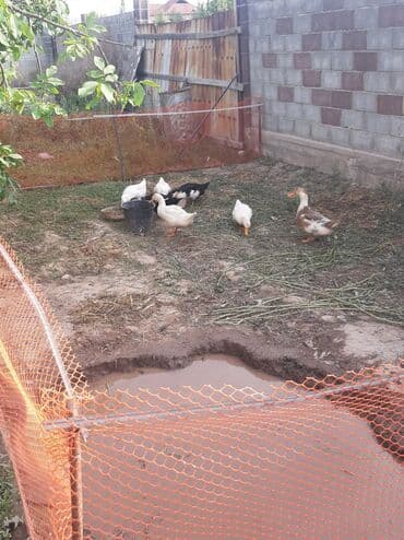 продам козу дойную: Өрдөк 5 штук Бройлер — 6