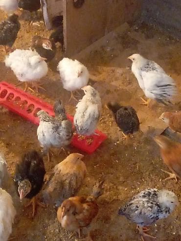цыпа: Продаю | Цыплята | Для разведения — 5