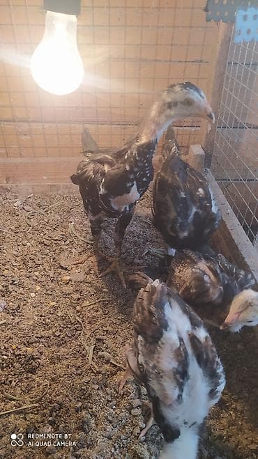 бенгальские кошки цена бишкек: Продаю | Цыплята | Для разведения — 2