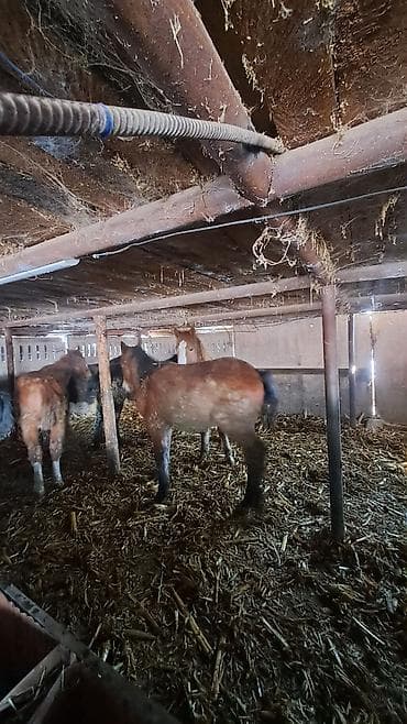 Продаю | Жеребец, Жеребенок