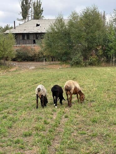 продам козу дойную: Продаю | Овца (самка) | Для разведения | Ярка — 12