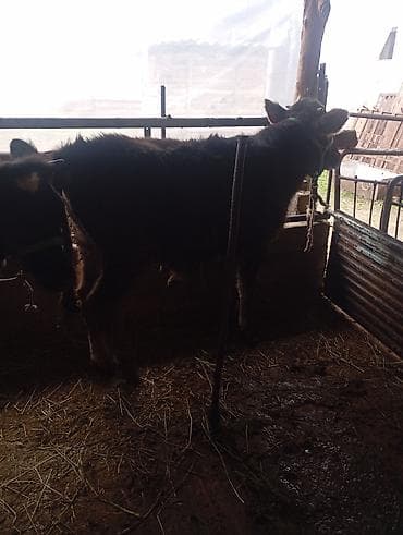 бычков: Продаю | Тёлка | На откорм | Привязанные — 5