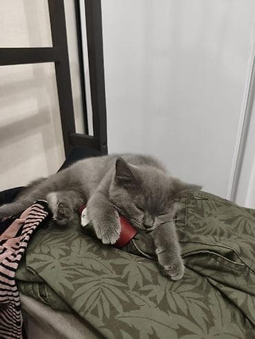 котяты: Шотландские котята голубого окраса - Порода: Шотландские — 6