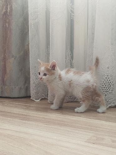 дом кошка: Отдам котят добрые руки — 5