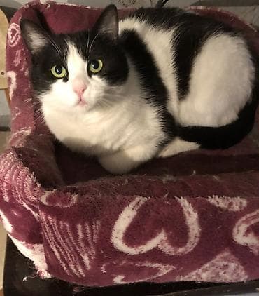 Кошка возраст год стерилизована привита приучена к лотку обработана от at lalafo.kg Кошка возраст год стерилизована привита приучена к лотку обработана от