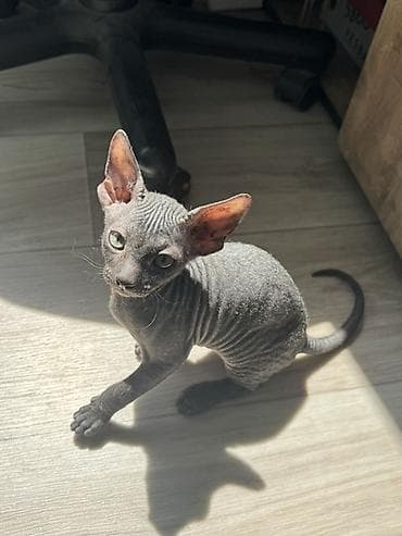 кошки сфинкс цена: Котёнок породы сфинкс мальчик 2 месяца проглистован Особенности — 1