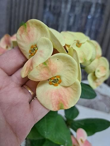 диффенбахия купить: Эуфорбия Милля(Euphorbia milii), сорт с крупными кремово‑лимонными — 2