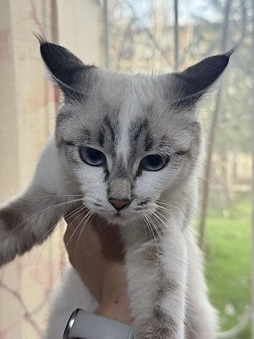 Отдам даром кошку: Отдаем кошку (девочка) В хорошие руки В связи с переездом Кушает все — 1