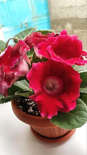 Глоксиния комнатная в горшке (Gloxinia, Sinningia speciosa) - Крупные