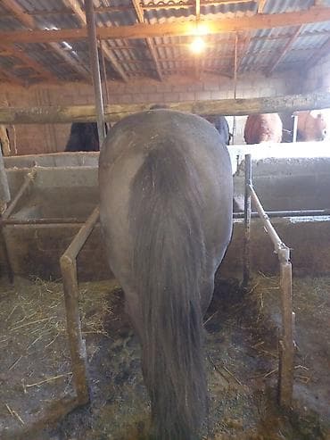 захоронение животных: Продаю | Конь (самец), Жеребец | На забой — 4