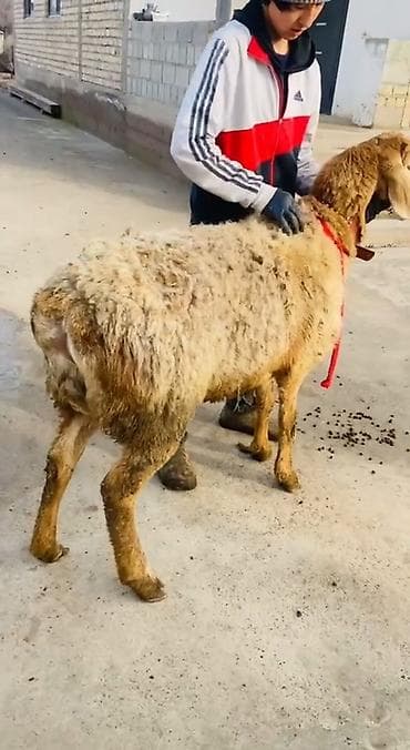 продаю кролов: Продаю | Баран (самец) | Арашан | Для разведения | Матка — 2