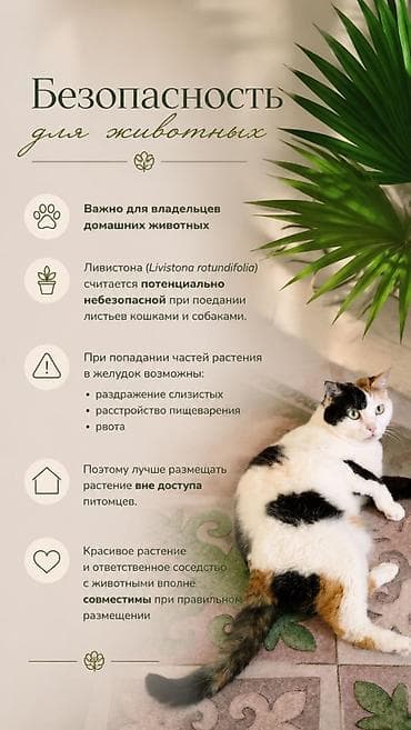 нерж лист: В единственном экземпляре с кашпо продается веерная пальма Ливистона😍 — 9