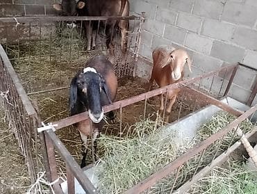 ящик ош: Сатам | Ургаачы кой (ургаачы) | Аргын, Арашан | Көбөйтүү үчүн | Ургаачы, Козулаган — 1