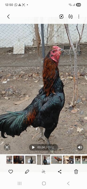 китайская хохлатая собака: Продаю | Петух | Бойцовая | Для разведения — 4