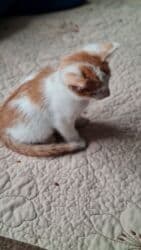 куда можно отдать собаку в бишкеке: Самый лучший подарок- это живой активный малыш,который станет — 9