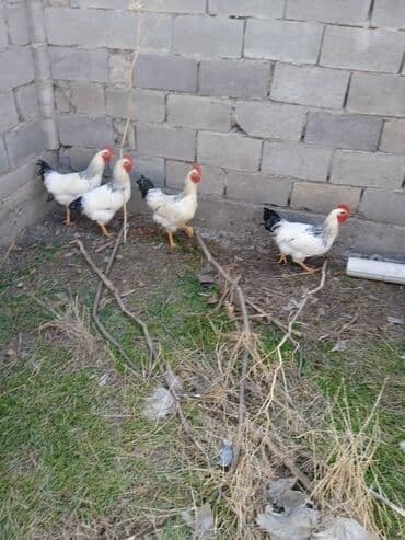 продажа кормов для сельскохозяйственных животных: Продаю | Петух | Для разведения — 1