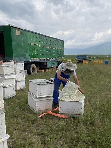 рыбы купить: Чистейщий горный мед, суусамырский, продаем оптом, пишите на ватсап — 4
