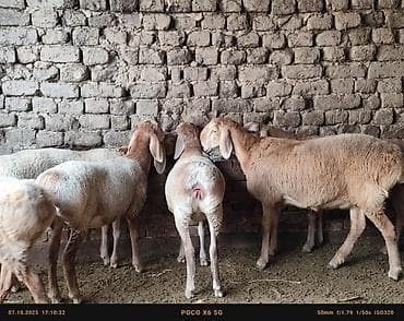 мака прес: Продаю | Баран (самец) | Арашан | Для разведения | Племенные, Осеменитель — 6