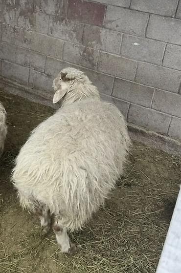 хаски цена собака: Продаю | Овца (самка) — 1