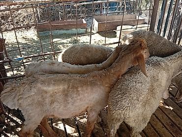 жылкы жаныбар: Сатам | Ургаачы кой (ургаачы), Козу, Кочкор (эркек) | Гиссар, Аргын, Меринос | Союуга, Көбөйтүү үчүн | Жасалма жол менен боозутуу, Ургаачы — 4