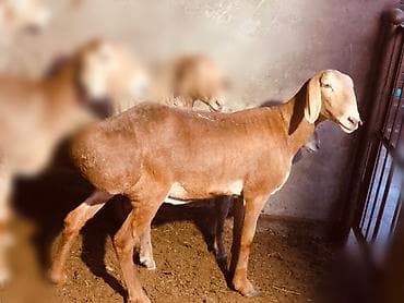 я ищу баран: Продаю | Баран (самец) | Для разведения — 1