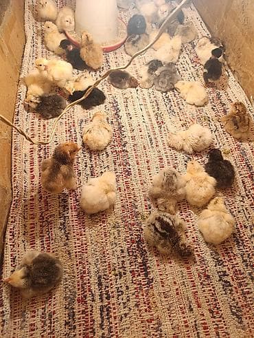 куры хай лайн: Продаю | Цыплята | Домашняя | Для разведения — 2