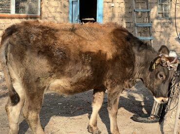 корм для домашних животных: Продаю | Тёлка | Полукровка | Для разведения | Отела не было — 2