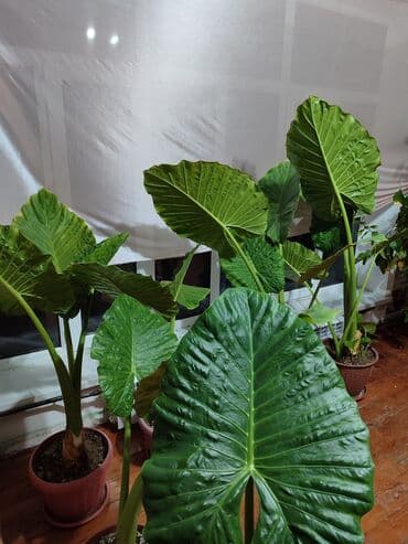 каллы цветы: Для оптовых покупателей предусмотрены скидки! Алоказия — цветок — 1