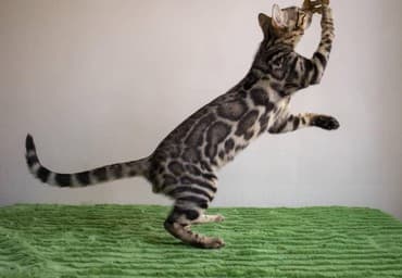 купить породистых котят: Бенгальские котята новый помет. Элита кошачьего мира.Питомник бен гла — 6