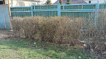 купить кустарники декоративные: Живая изгородь из кустарников (листопадные, формованные). Подходит для — 1