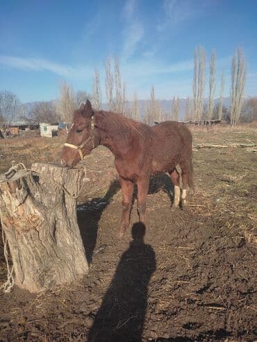 сх животные и товары: Продаю | Жеребец | Рабочий — 2