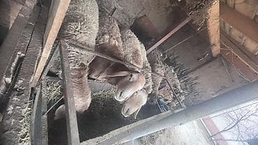 Ветеринар кызматы: Сатам | Кочкор (эркек) | Арашан | Көбөйтүү үчүн | Асыл тукумдуу, Жасалма жол менен боозутуу — 3