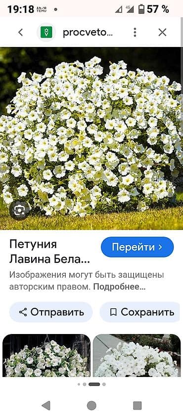 зелен: Петуния ампельная Opera (Лавина) белая — рассада в стаканчиках. - — 2