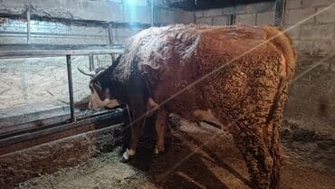 племенные коровы молочные купить: Продаю | Корова (самка) | Симментальская | Для молока — 2