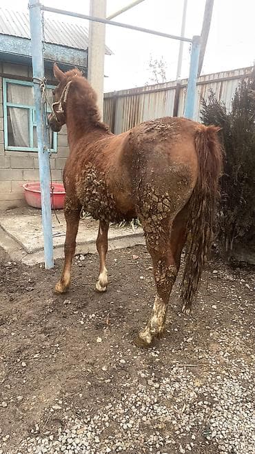 сөөл жан: Сатам | Жылкы (эркек) | Кара Жорго | Жумушка | Асыл тукумдуу — 3