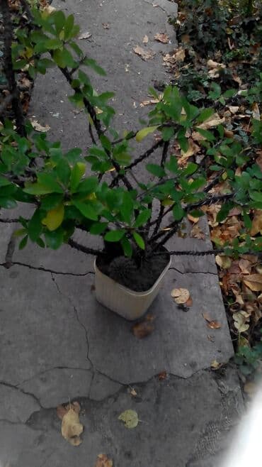 растения для аквариума: Продаются комнатные цветы алоэ финиковая пальма молочай герани — 2