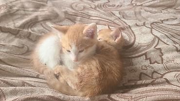 короткошерстная британская кошка: Котята-домоседы, помёт от домашней кошки. Окрас на выбор: - рыжие и — 1