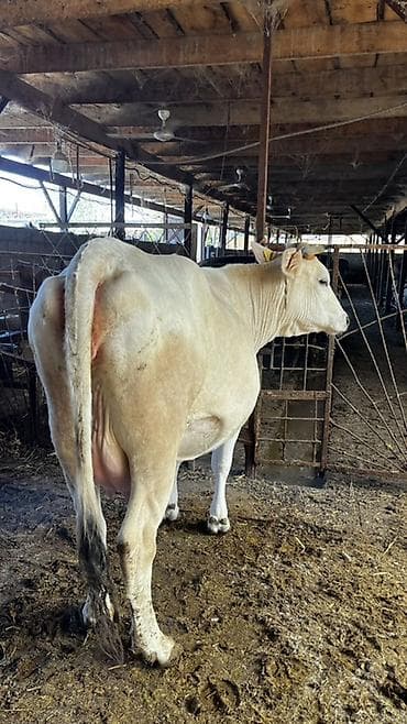 коры: Продаю | Корова (самка) | Для молока | Племенные — 3
