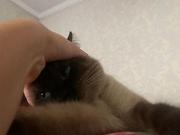 кошки британский: Кошка породы колор-пойнт (сиамского типа). Отдам в хорошие руки — 2