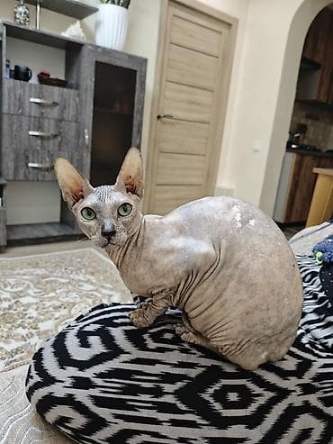 котенок сфинкс купить: Кошка даром: Сфинкс, Девочка — 1
