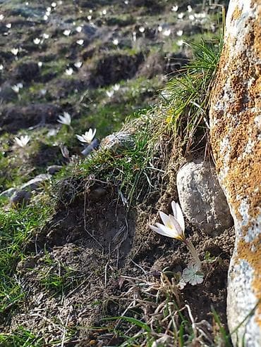 орок участок: 5 соток — 5