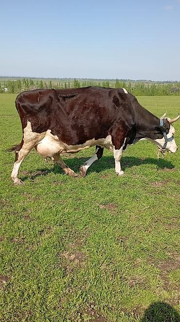 маточное молоко: Продаю | Корова (самка) | Для молока | Привязанные — 8