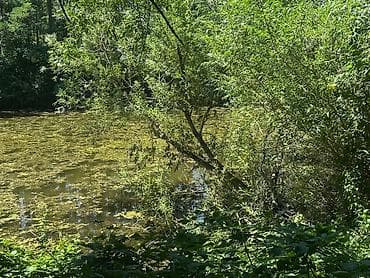 Кыймылсыз мүлк: 170 соток, Кызыл китеп — 2