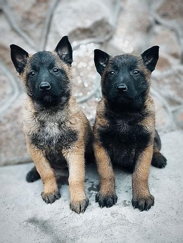 щенки питбультерьера купить: Бельгийская овчарка, 2 месяца, Самка, С прививкой, С родословной — 1