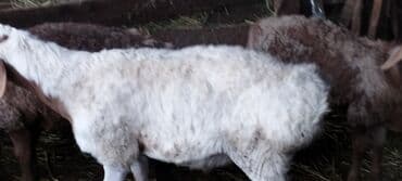 кролик купить декоративный: Продаю | Баран (самец) | На забой — 5