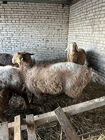 Грызуны: Продаю | Баран (самец) | Для разведения — 7