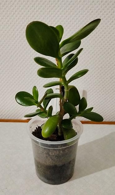 Кактусы: Кактус Хильдевинтера Коладемононис (обезьяний хвост) 8 месяцев- 200 — 1