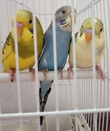 Волнистые попугайчики хорошо учатся говорить и приручаются к рукам. А